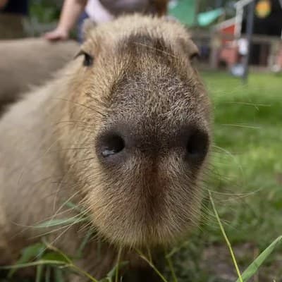 Amazing Animals INC