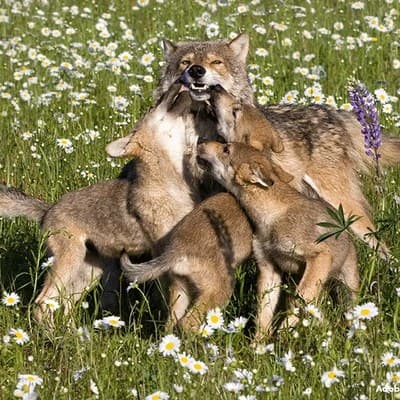 Wolves of the World