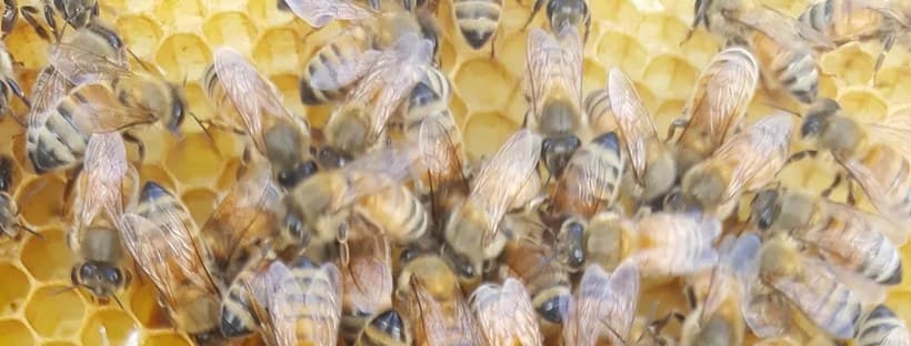Savage Beeches® Honey & Wax Works cover
