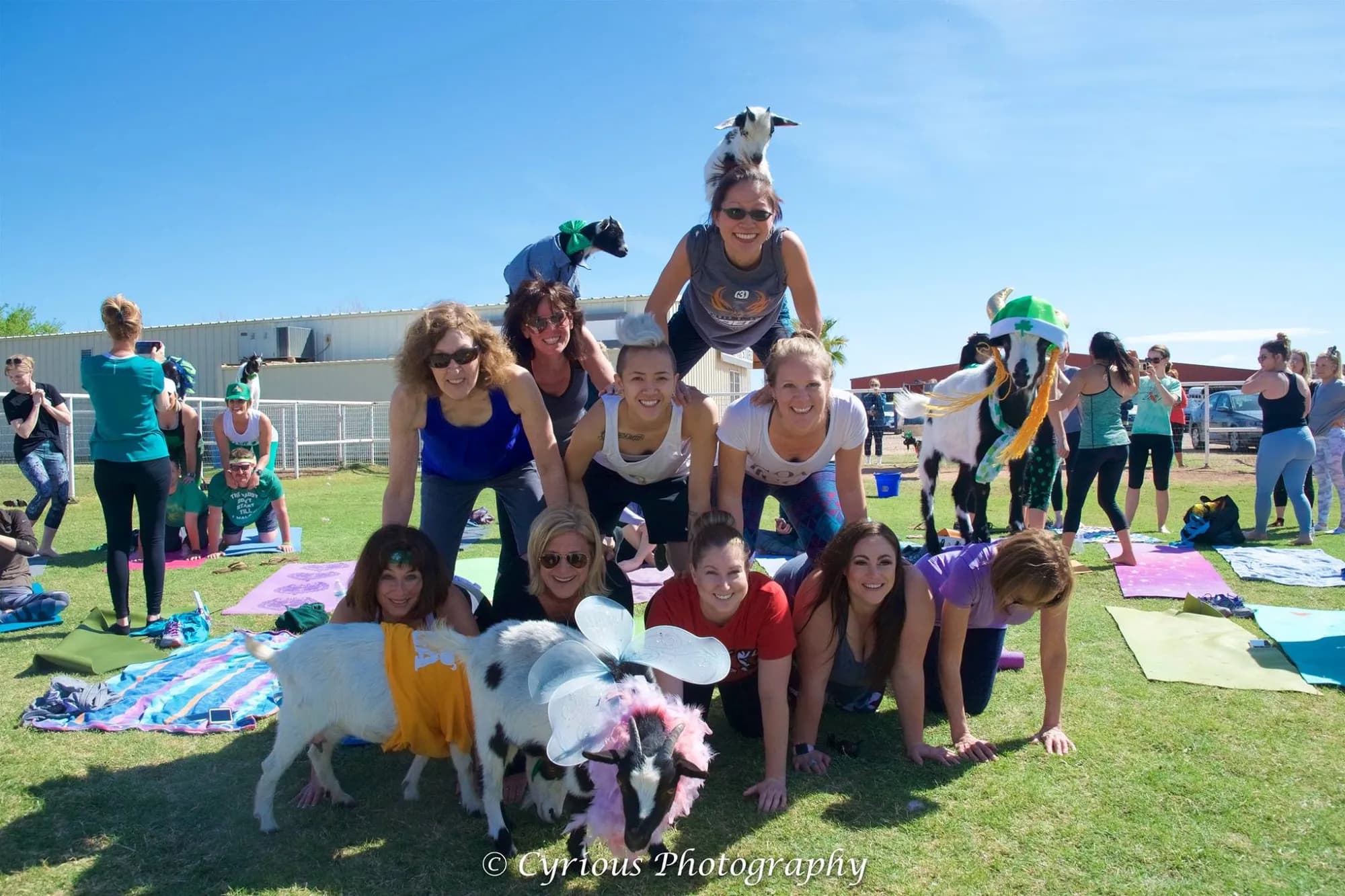 Arizona Goat Yoga
