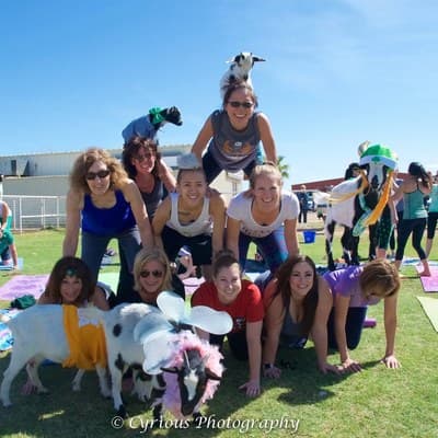 Arizona Goat Yoga